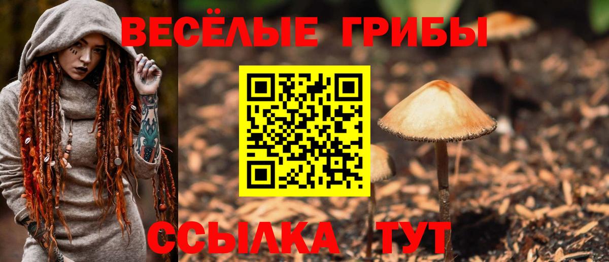 Псилоцибиновые грибы Psilocybe Киреевск